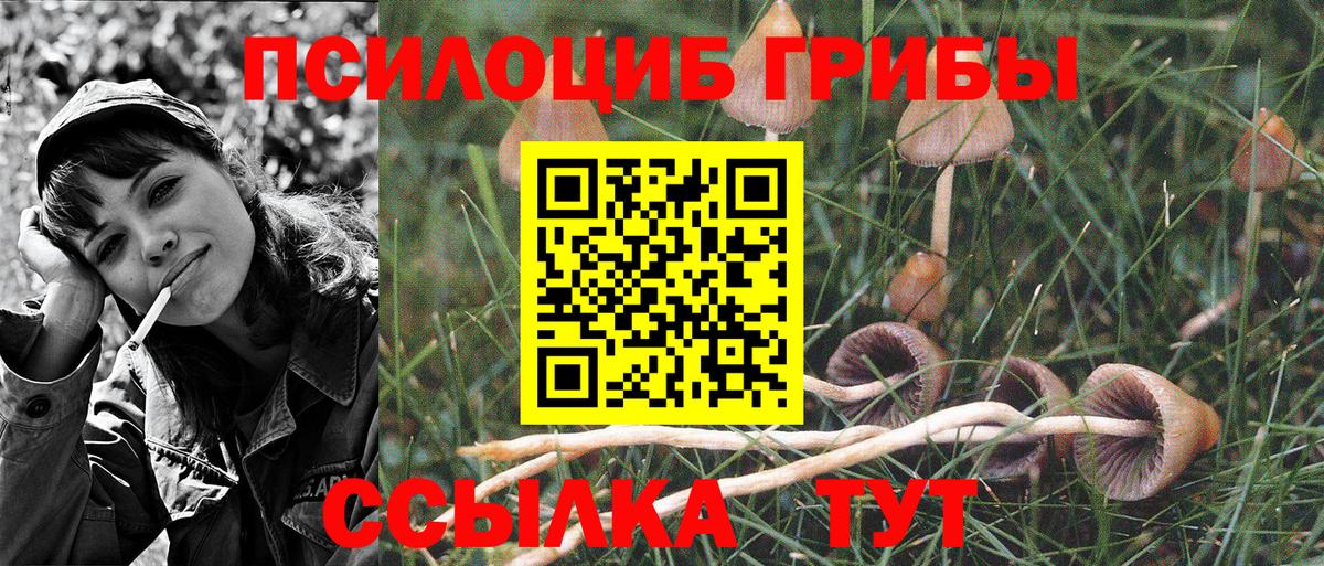 Псилоцибиновые грибы Psilocybine cubensis Татарск