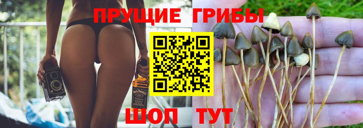 Татарск  Псилоцибиновые грибы Cubensis  Вход с VPN 